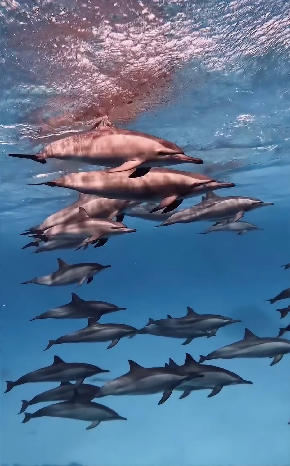 A pod of wild spinner dolphins gliding beneath the surface at Sataya Reef