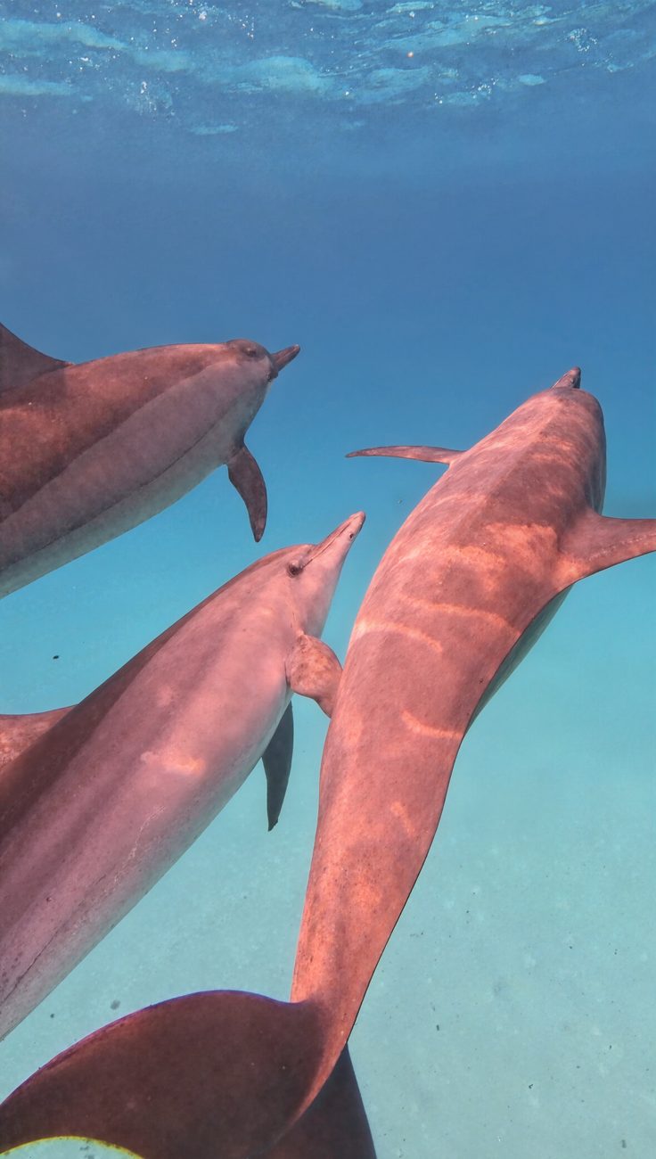 A pod of spinner dolphins cruising over the sandy seabed
